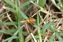Oxyopes_quadrifasciatus_D4108_Z_85_Alexandra hills Brisbane_Australie